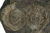 Fossil Ammonite Cluster - Posidonia Shale, Germany #350872-1